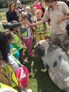 Petting zoo: meeting the pigs